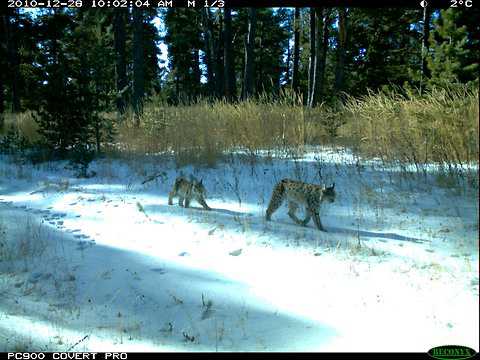 cats-blog480