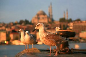 Golden sunshine illuminates the Golden Horn... and a few stray gulls.