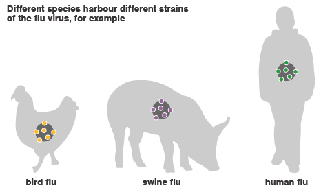 ‘Too late’ to contain swine flu