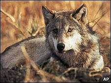 Sweden culls its resurgent wolves