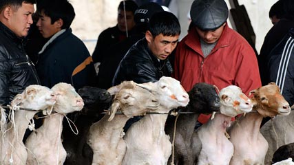 Maxim Shubovich, AP  People choose sheep for sacrifice to celebrate the Eid al-Adha at a market in the village of Ak-Bata outside Bishkek, Kyrgyzstan, on Tuesday. Muslims throughout the world celebrate Eid al-Adha by slaughtering sheep and cattle in remembrance of Abraham's near-sacrifice of his son.