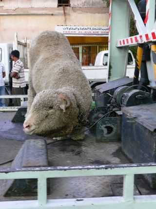 Eid al Adha animal slaughter sparks debate in Muslim world