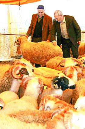 Istanbul animal bazaar overrun ahead of Feast of the Sacrifice