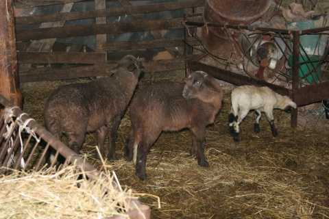 fmd Turkey is moving to immunize the livestock along its Bulgarian border over FMD. Photo by BGNES
