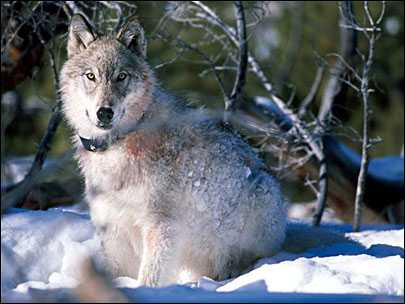 Gray wolves go back to state control