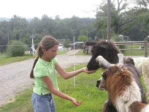 1-a-InfinityAcres4 Ela Mae Yirmibesoglu, 10, feeds llamas recently during an Animal Adventure Camp at Infinity Acres near Ridgeway. Ela Mae and her sisters, who live in Istanbul, Turkey, enrolled in the camp this summer.