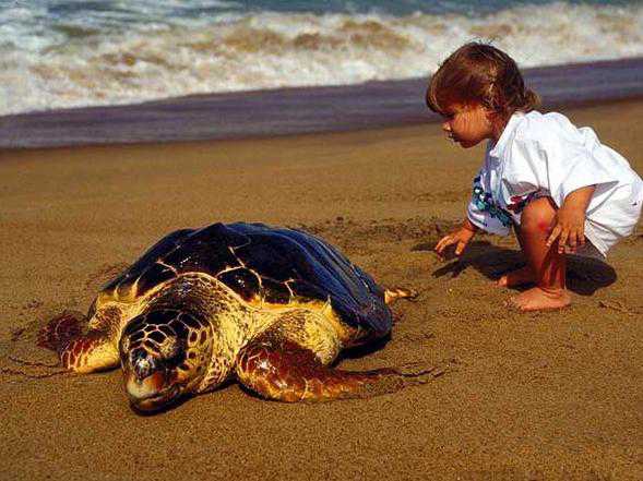 For 95 million years Caretta Carettas visiting Turkey’s beaches, why you shouldn’t?