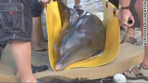 120504063804 turkey captive dolphins story body