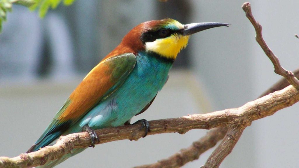 Turkey Thinks This Bird Is an Israeli Spy Because Its Nostril Is Big Enough to Hold Microchips