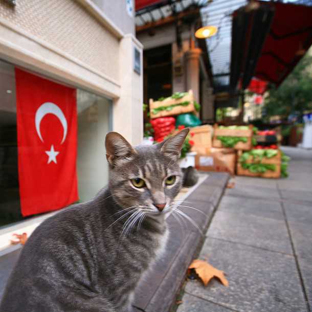 Istanbul, An Enchanting Paradise – For Cats