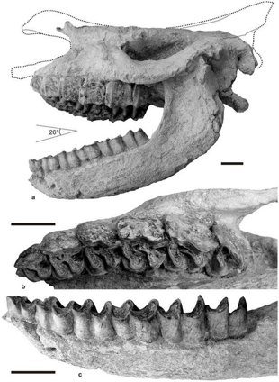 rhino fossils 2.jpg1353937447