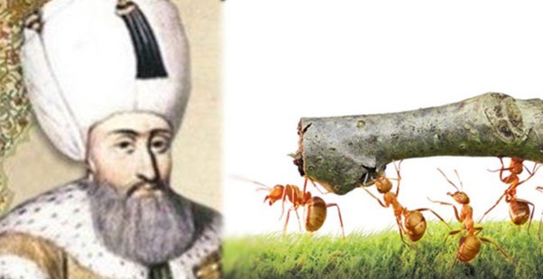 ants magnificent suleiman ottoman