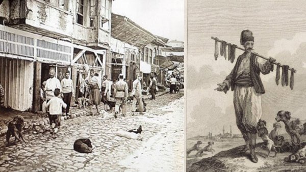 Stray animals of Turkey