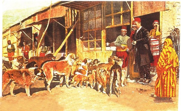 ottoman dogs