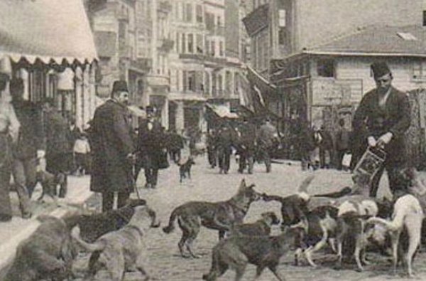 stray dogs ottoman