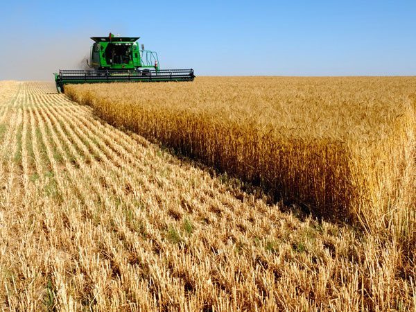 Важные направления государственной политики Узбекистана  в сфере сельского хозяйства