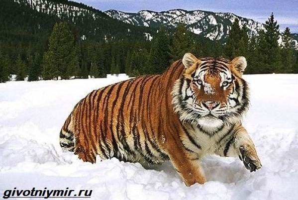 Сколько стоит возрождение туранского тигра в Казахстане?