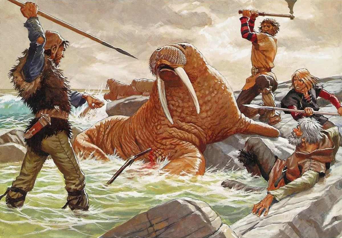 Викинги поставляли в Киев черепа гренландских моржей 