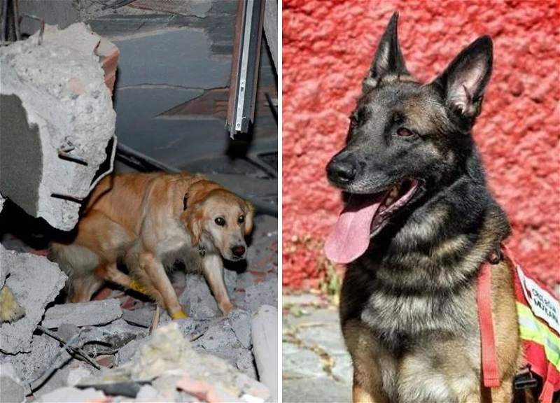 Четвероногие герои: Собаки, которые помогают спасать людей из-под руин в Турции