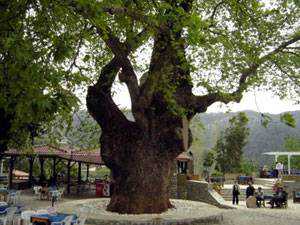 Turistlerin ‘tavaf’ ettikleri iki ağaç turizme açılıyor