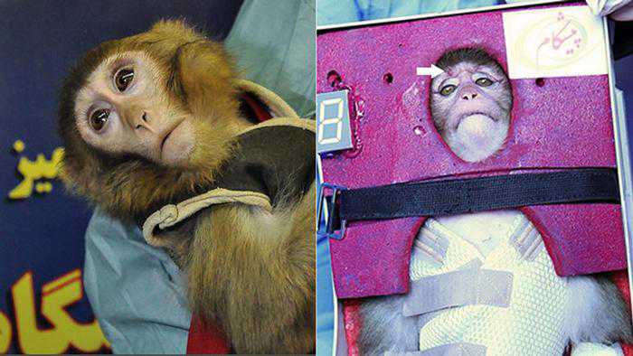 İran’ın uzaya gönderdiğini açıkladığı maymunla ilgili kafalar karıştı. Maymunun uzaya gönderilmeden önce ve gönderildikten sonra çekildiği söylenen fotoğraflardaki farklılık kuşku uyandırdı. - 016563829 30300