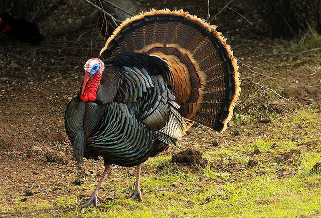 ABD’de Şükran Günü yaklaşırken New York Times gazetesi hindiye İngilizcede neden ‘turkey’ denildiğini araştırdı. - ilker