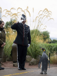 <p>HEM ŞÖVALYE HEM TUĞGENERAL
Hüseyin MÜMTAZ</p>
<p>Haber geçen yıla ait, eski defterleri karıştırırken önüme çıktı ve şimdiye kadar neden paylaşmadığıma yazıklandım.
‘Tuğgeneral’ rütbesine terfi ettirilen penguen Nils Olav, İskoçya’nın Edinburgh Hayvanat Bahçesi’nde düzenlenen törende Norveç Kraliyet Muhafız Birliği’ni denetlemiş.
Norveç Kralı 5. Olav‘ın adını alan penguenin ilk ismi Nils de bağlı bulunduğu birliğin komutanından geliyormuş. 2008 yılında ‘şövalye’ unvanını alan ve geçtiğimiz yıl tuğgeneralliğe terfi eden penguen aslında Nils Olav adını taşıyan üçüncü kuşak penguenmiş.
Aşağıdaki fotoğraflarda Tuğgeneral Olav’ın yürüyüşündeki ciddiyet, nizam ve intizama; tavrındaki azamet ve onura dikkatle bakar mısınız?
Ya “denetlediği” asker ve subayların eğitim, disiplin ve ciddiyetine!
Doğrusu bravo…17 Ağustos 2017</p> - 03
