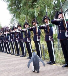 <p>HEM ŞÖVALYE HEM TUĞGENERAL
Hüseyin MÜMTAZ</p>
<p>Haber geçen yıla ait, eski defterleri karıştırırken önüme çıktı ve şimdiye kadar neden paylaşmadığıma yazıklandım.
‘Tuğgeneral’ rütbesine terfi ettirilen penguen Nils Olav, İskoçya’nın Edinburgh Hayvanat Bahçesi’nde düzenlenen törende Norveç Kraliyet Muhafız Birliği’ni denetlemiş.
Norveç Kralı 5. Olav‘ın adını alan penguenin ilk ismi Nils de bağlı bulunduğu birliğin komutanından geliyormuş. 2008 yılında ‘şövalye’ unvanını alan ve geçtiğimiz yıl tuğgeneralliğe terfi eden penguen aslında Nils Olav adını taşıyan üçüncü kuşak penguenmiş.
Aşağıdaki fotoğraflarda Tuğgeneral Olav’ın yürüyüşündeki ciddiyet, nizam ve intizama; tavrındaki azamet ve onura dikkatle bakar mısınız?
Ya “denetlediği” asker ve subayların eğitim, disiplin ve ciddiyetine!
Doğrusu bravo…17 Ağustos 2017</p> - 04