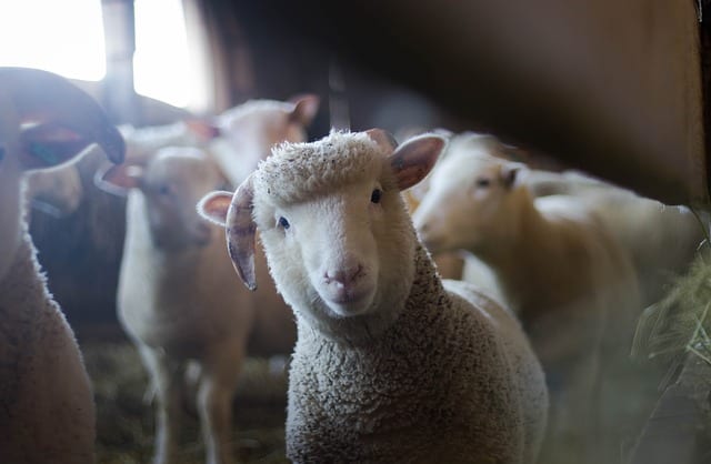 Muhterem Müslümanlar! - sheep koyun tarim hayvancilik ciftlik