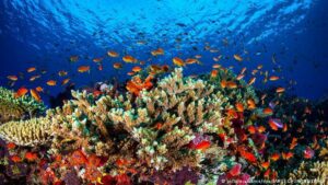 Avustralya, dünya mirası olarak kabul edilen Büyük Set Resifi’ni korumak için yaklaşık yarım milyar dolarlık bütçe ayırdı. Her yıl milyonlarca turisti bölgeye çeken ve çok sayıda deniz canlısına ev sahipliği yapan resif sistemi, artan deniz suyu sıcaklığı nedeniyle tehdit altında. - 41537240 303