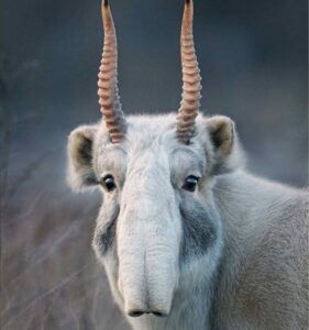Orta Asya'da yaygın görülen ve antiloplar arasında garip görünüşlü burnuyla dikkat çeken bir memeli türü. İyice şişirebildiği, sivri ucu olmayan iri burnuyla tanınır. - 82980b07 aba2 48ab afe4 c57f3b751aeb
