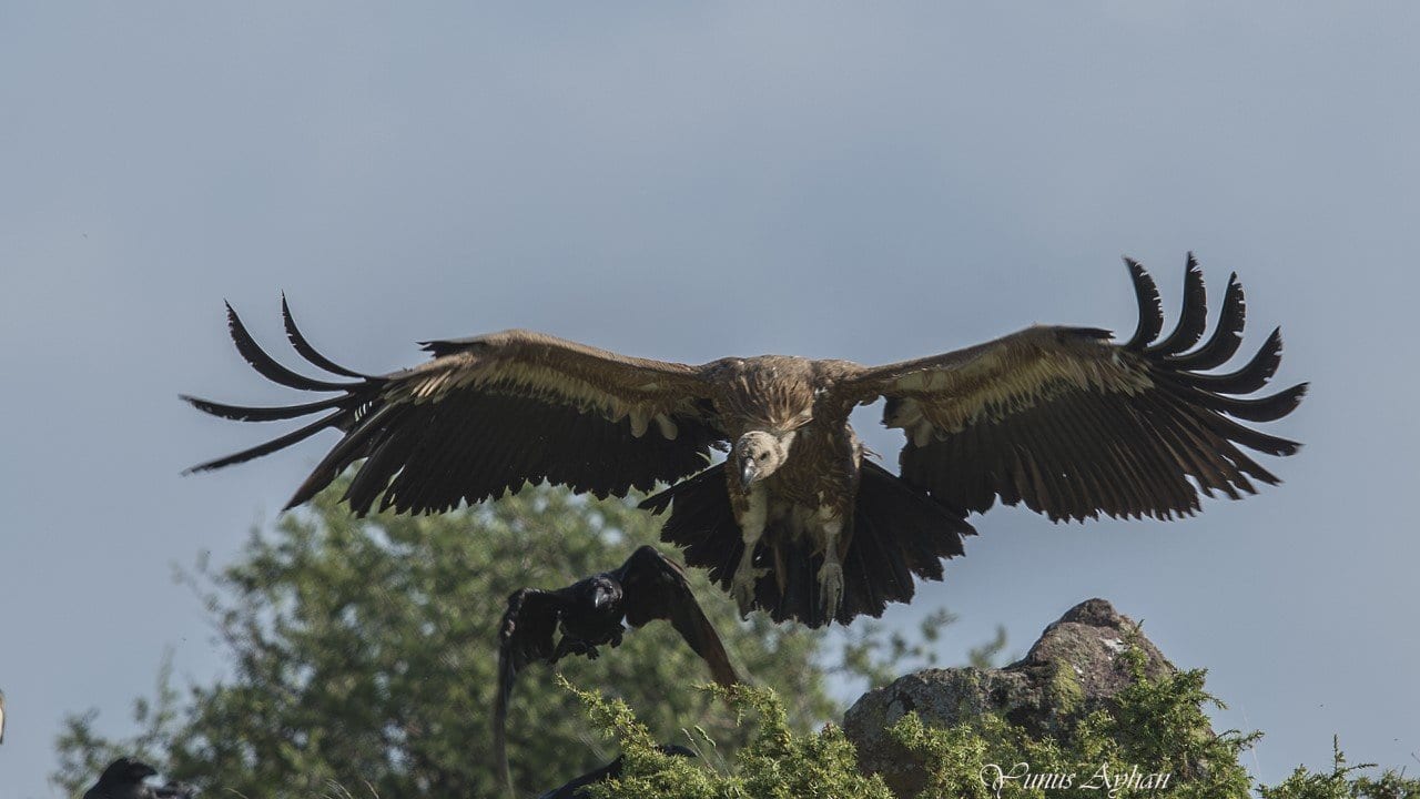 Köroğlu diyarı Bolu Dörtdivan’ın yırtıcı kuşları