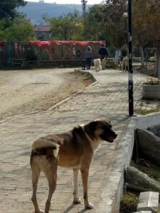 Ülkemizin en önemli turizm şehirlerinden biri olan Çanakkale'de tatilciler sahiplendiği hayvanlarını yine sokağa terkedip gittiler. - sokak 2