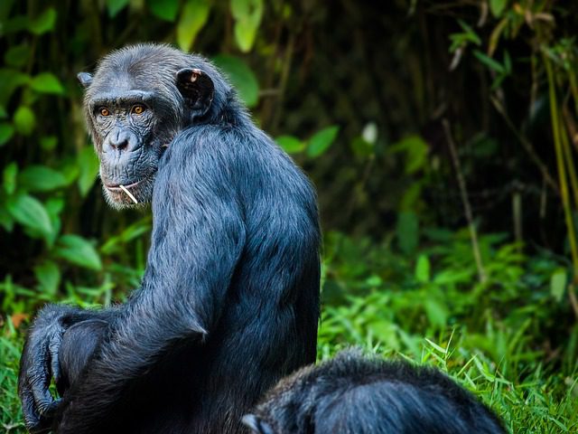 Günün birinde, bir kasabaya bir iş adamı gelir ve oranın halkına der ki, "bana ormandan maymun getirin size maymun başına 5 dolar vereceğim". - chimpanzee maymun sempanze