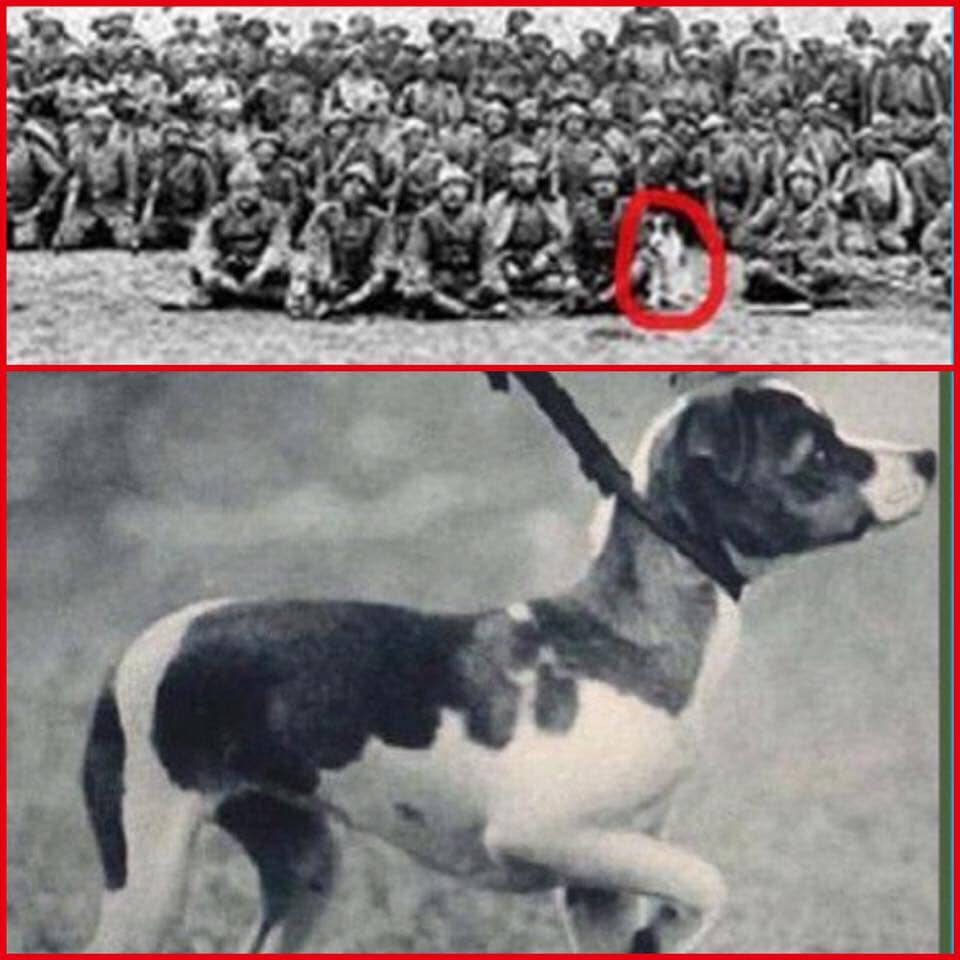 Çanakkale askerlerinin dostu Canberk köpek