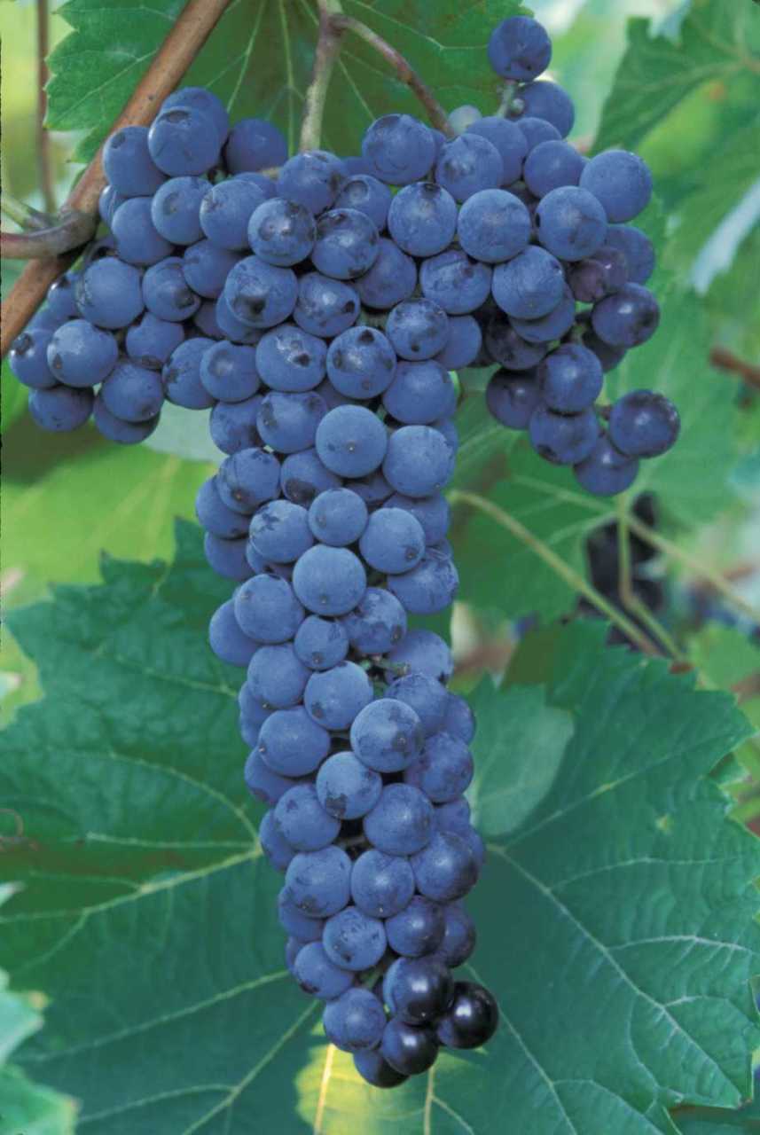 PAPAZ KARASI - red wine grapes1