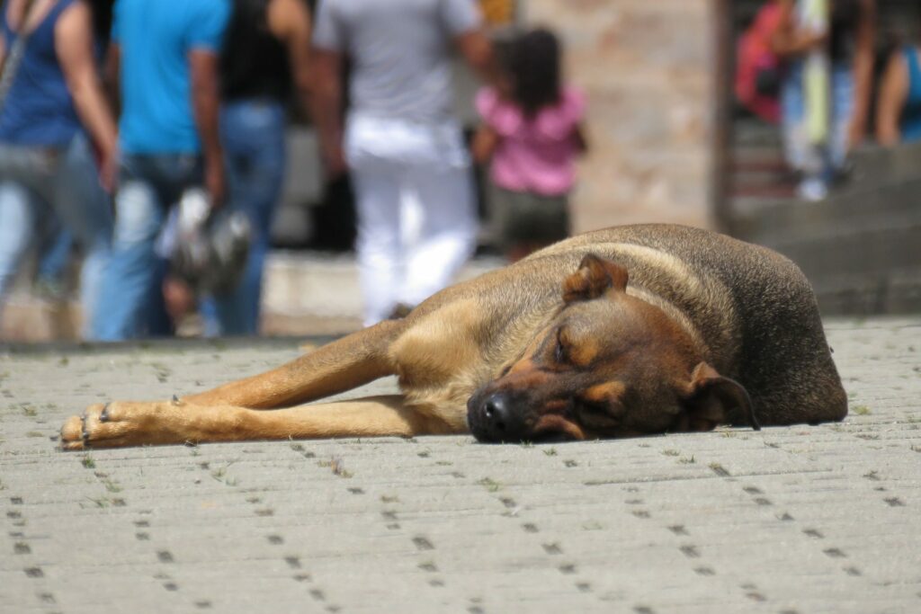2017'den 2019'a kadar film yapımcısı Elizabeth Lo, kentin büyüleyici yaratıkları olan başıboş köpeklerinden bazılarının hayatlarını yakalamak için İstanbul sokaklarına çıktı. Lo’nun ilk yönetmenlik denemesi olan "Stray" de, Türkiye'nin en büyük metropolünde evsiz olmanın nasıl bir şey olduğunu köpek gözünden görüyoruz. 2018 Oscar adayı "RBG" nin arkasındaki film stüdyosu Magnolia Pictures'ın uzun metrajlı belgeseli, kısa süre önce Hot Docs Kanada Uluslararası Belgesel Festivali'nde En İyi Belgesel Film ödülünü kazandı ve eleştirmenler Stray'i "sanatsal", "samimi" ve "sarsıntılı Mizah" olarak niteliyorlar. - dog 2399764 1920