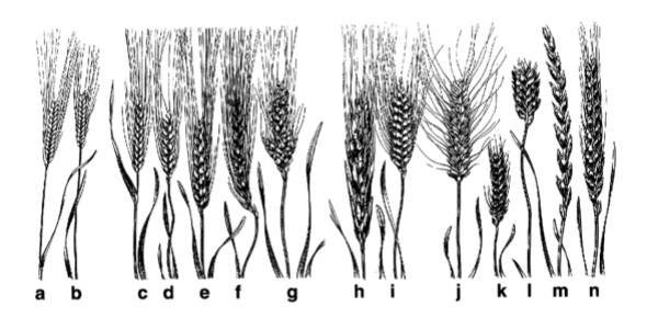 Genetiği Değişmemiş Buğday