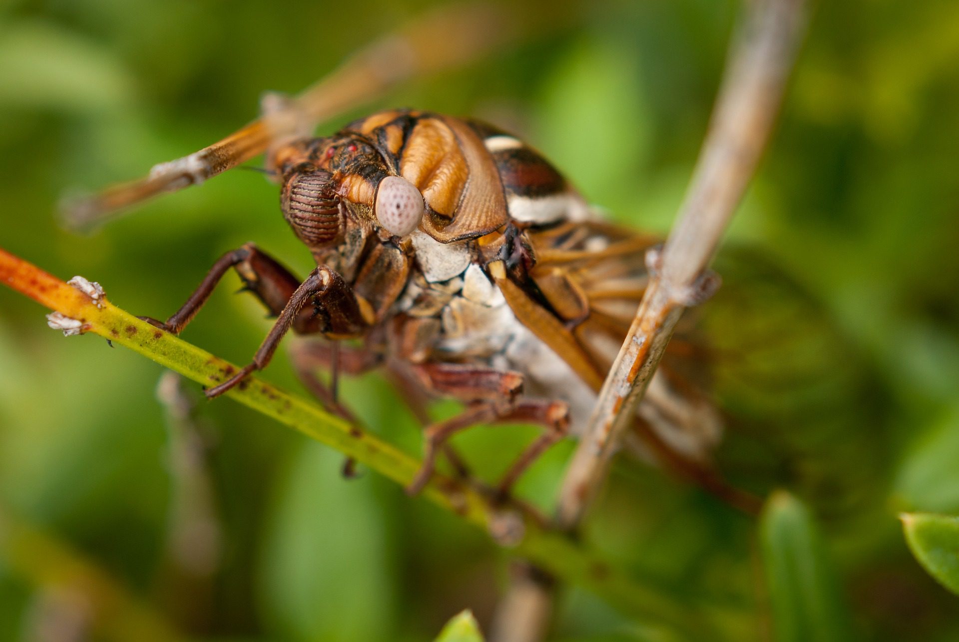 Ağustos böceği - İLKE DUYAN -BÜYÜKÇEKMECE -İST. / TURKISHFORUM - ABDULLAH TÜRER YENER - cicada agustos bocegi