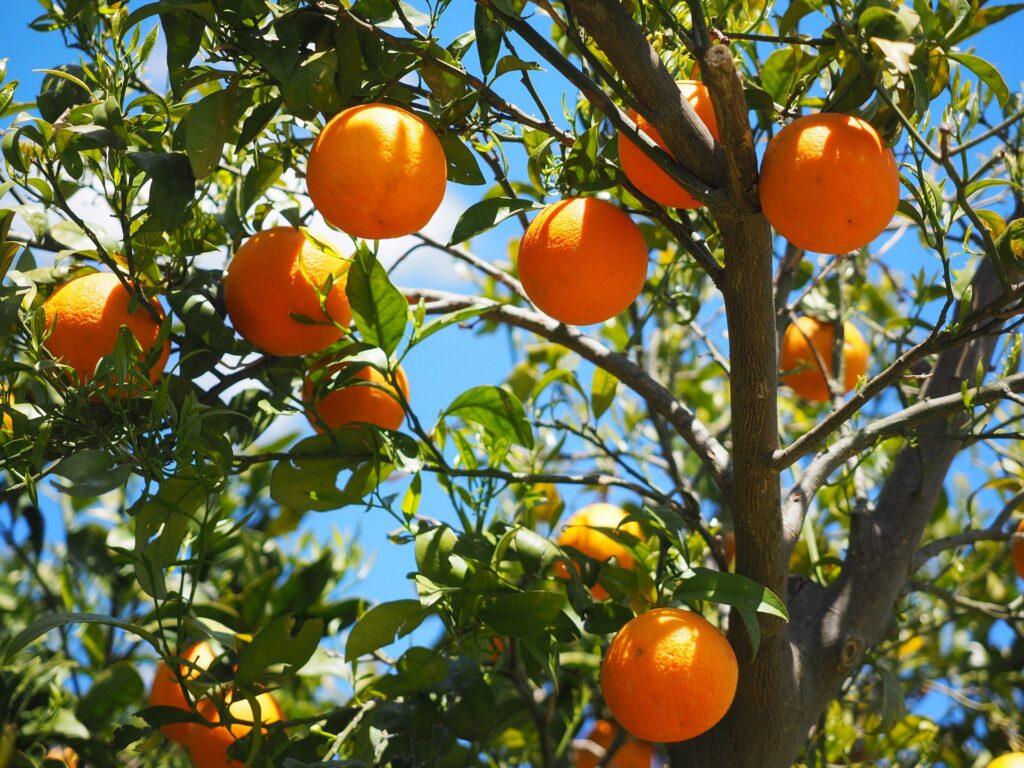 Gıda güvenceniz yoksa geleceğiniz güvende değil demektir. - portakal agaci