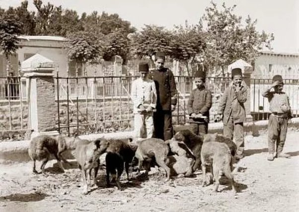 Hayvan hakları ile ilgili dünyadaki ilk resmi düzenleme? - mancaci dog cat ottoman osmanli