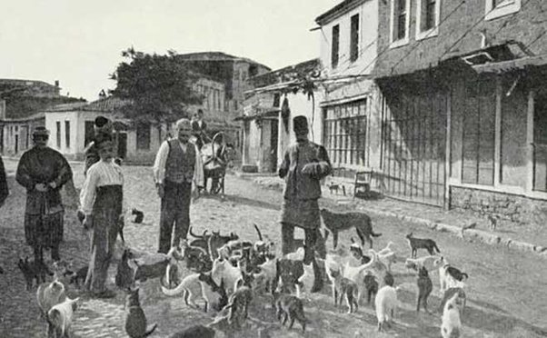 Hayvan hakları ile ilgili dünyadaki ilk resmi düzenleme? - ottoman manca dog cat food