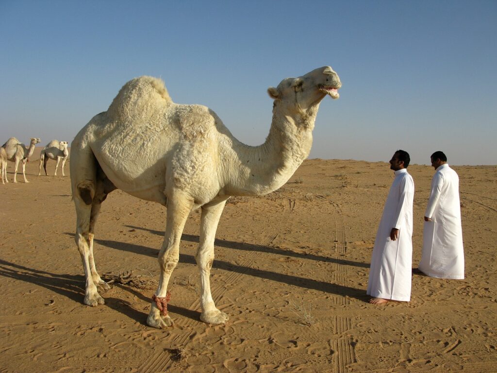 1700’lü yılların başlarında Suudiler, Arabistan’ın doğusundaki Riyad kasabasının yakınlarında, 25-30 hanelik Dir’iyye köyünde yaşamakta olan küçük bir aşirettiler. - suudi arabistan col develer