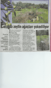 Foça’da Zeytin ağaçları yokediliyor