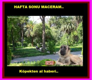 KÖPEKTEN AL HABERİ!