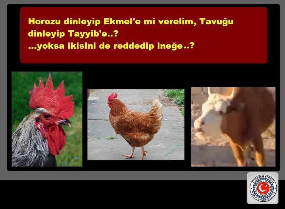horoz-tavuk-inek-