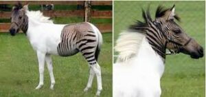 zebra