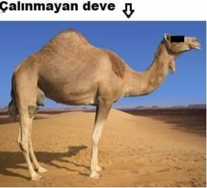 deve-
