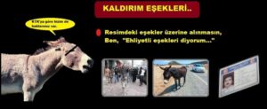 eşşek