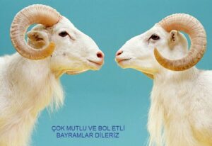 VEKÂLET YOLUYLA KURBAN KESMEK YASAKLANMALIDIR(*)